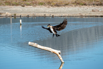 a cormorant approaching to land on a branch sunk in the water of a lake