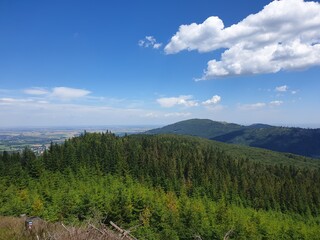 forest in the mountains
