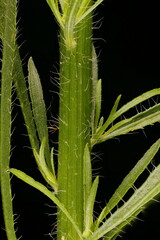 Canadian Fleabane (Conyza canadensis). Stem Closeup