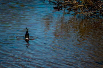 A wader, scientific name Himantopus himantopus, sinking its head in the water of a lagoon in search of food