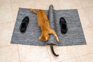 Two cats playing, one of them hidden, on a carpet with shoes over it