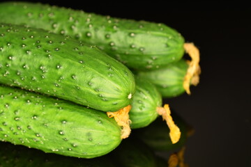 Fresh green cucumbers , close-up, isolated on black.