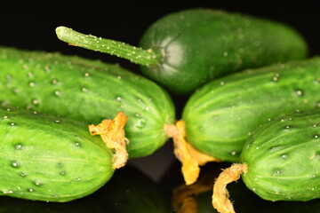 Fresh green cucumbers , close-up, isolated on black.