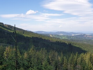forest in the mountains