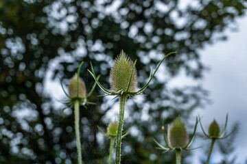 Focus shot of a Dipsacus laciniatus within a wild garden.