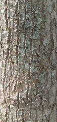 Texture Dry teak tree
