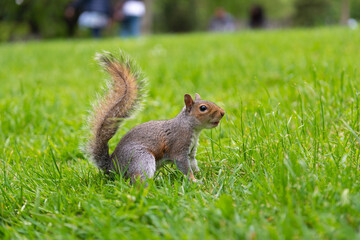 Naklejka na ściany i meble Squirrel at Central Park, London