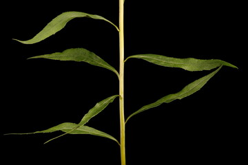 Fototapeta premium Early Goldenrod (Solidago gigantea). Stem and Leaves Closeup