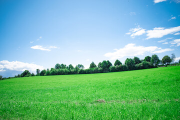landscape with green grass and blue sky