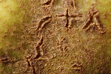 Pear (Pyrus communis). Fruit Detail Closeup