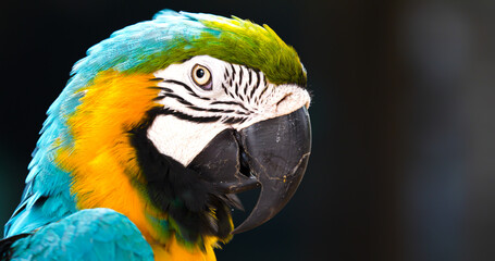 Macaw parrot head isolated on gray background.