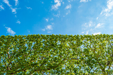 Blue cloudy sky in the background of a green bush on a close up shot