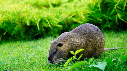Closeup portrait of an animal in the wild, cute nutria in a green grass meadow, rodent with orange...