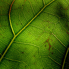 fotografia makro lisci rosliny o nazwie fikus debolistny powszechnie uprawiany przez mieszkancow w miescie bialystok na podlasiu w polsce