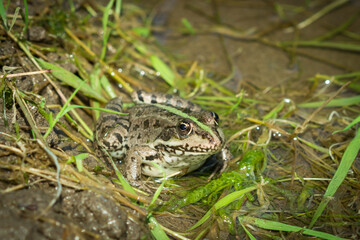 The marsh frog (Pelophylax ridibundus), of the family Ranidae.