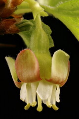 Gooseberry (Ribes uva-crispa). Flower Closeup