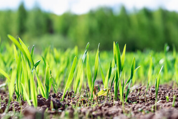 Macro of wheat or oat or rye seedlings growing on a agricaltural field in spring morning.