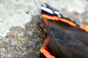 A red admiral butterfly closeup