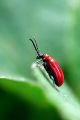 A lily beetle climbing a leaf