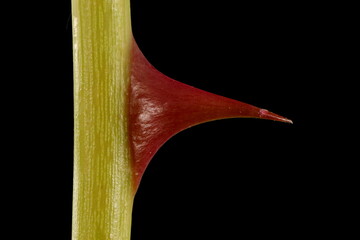 Dog Rose (Rosa canina). Spine Closeup