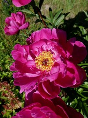 Close-Up of Rose Colored Peony 
