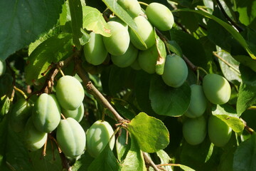 Close up of olives on a tree in Istria Croatia. Photo for art decoration and blog story.
