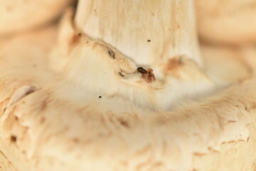 Fresh mushrooms, close-up.