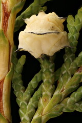 Obraz premium Lawson's Cypress (Chamaecyparis lawsoniana). Young Femal Cone Closeup