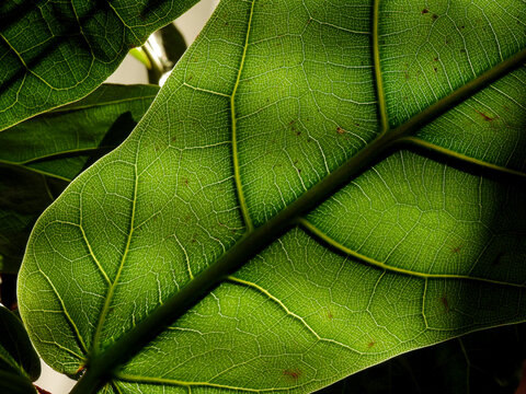 fotografia makro lisci rosliny o nazwie fikus debolistny powszechnie uprawiany przez mieszkancow w miescie bialystok na podlasiu w polsce