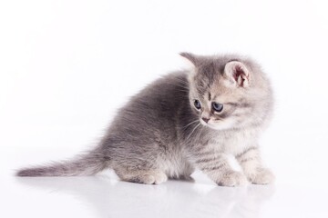 Sad small kitten, blue eyes.
