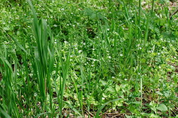 Fototapeta premium flowers