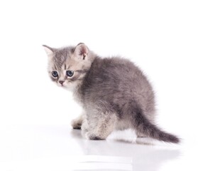 Cute kitten from the back.
