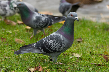 Pidgeons sitting on a stone wall. Autumn in a park.