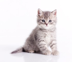 Obraz premium Cute kitten Scottish Straight
