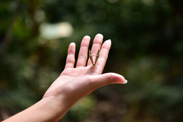 Schmetterling in Hand / Butterfly in hand