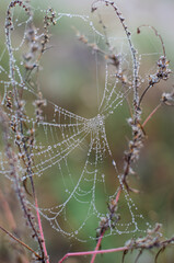 web dew