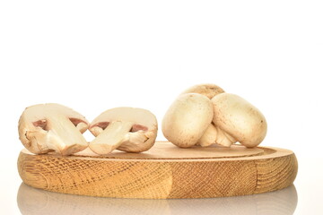 Fresh mushrooms on a wooden board, close-up, on a white background.