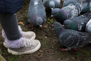 Legs of a little girl feeding pidgeons in a park.
