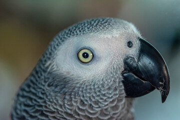 Naklejka premium Close up of African Gray Parrot with brown background