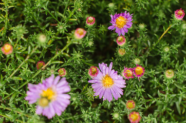 Fototapeta premium flowers