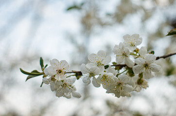 Obraz premium flowers