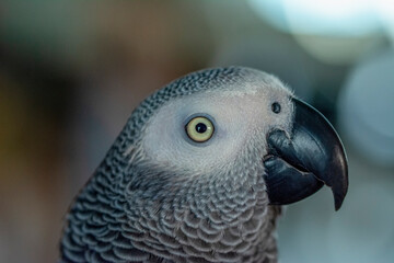 Obraz premium Close up of African Gray Parrot with brown background