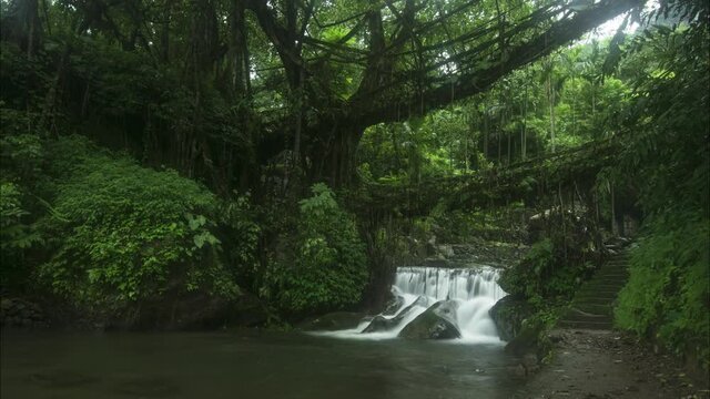 Time-lapse of a water stream moving beneath the living tree bridge in the highest waterfall region in cherrapunjee, Meghalaya shot in 4k.
