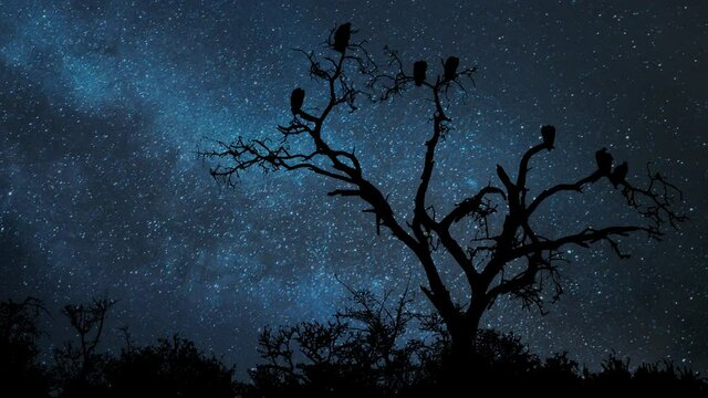 Vultures and Crows perching on Dry Tree, Time Lapse by Night with Stars and Milky Way in Background