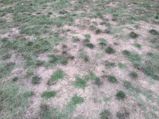 green grass texture