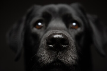 isolated older black labrador retriever dog close up head portrait looking at the camera on a dark...
