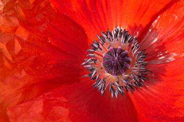 detail of a red flower