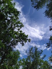 Fototapeta premium Clouds between trees leaves