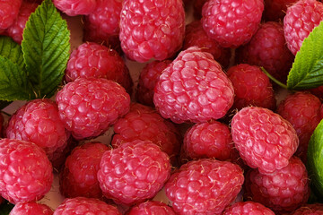 fresh red raspberries closeup