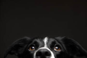 isolated black and white border collie close up head horizontal portrait looking up on a dark background in the studio